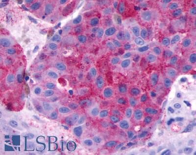 PathPlus™ GPR137 Antibody (Extracellular Domain)