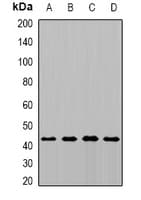 MTCH1 Antibody