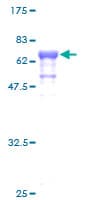 Human SEPT1 / Septin 1 Protein (Recombinant GST)