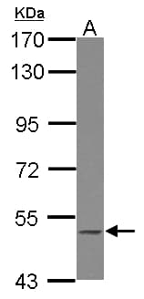 BLK Antibody (Internal)