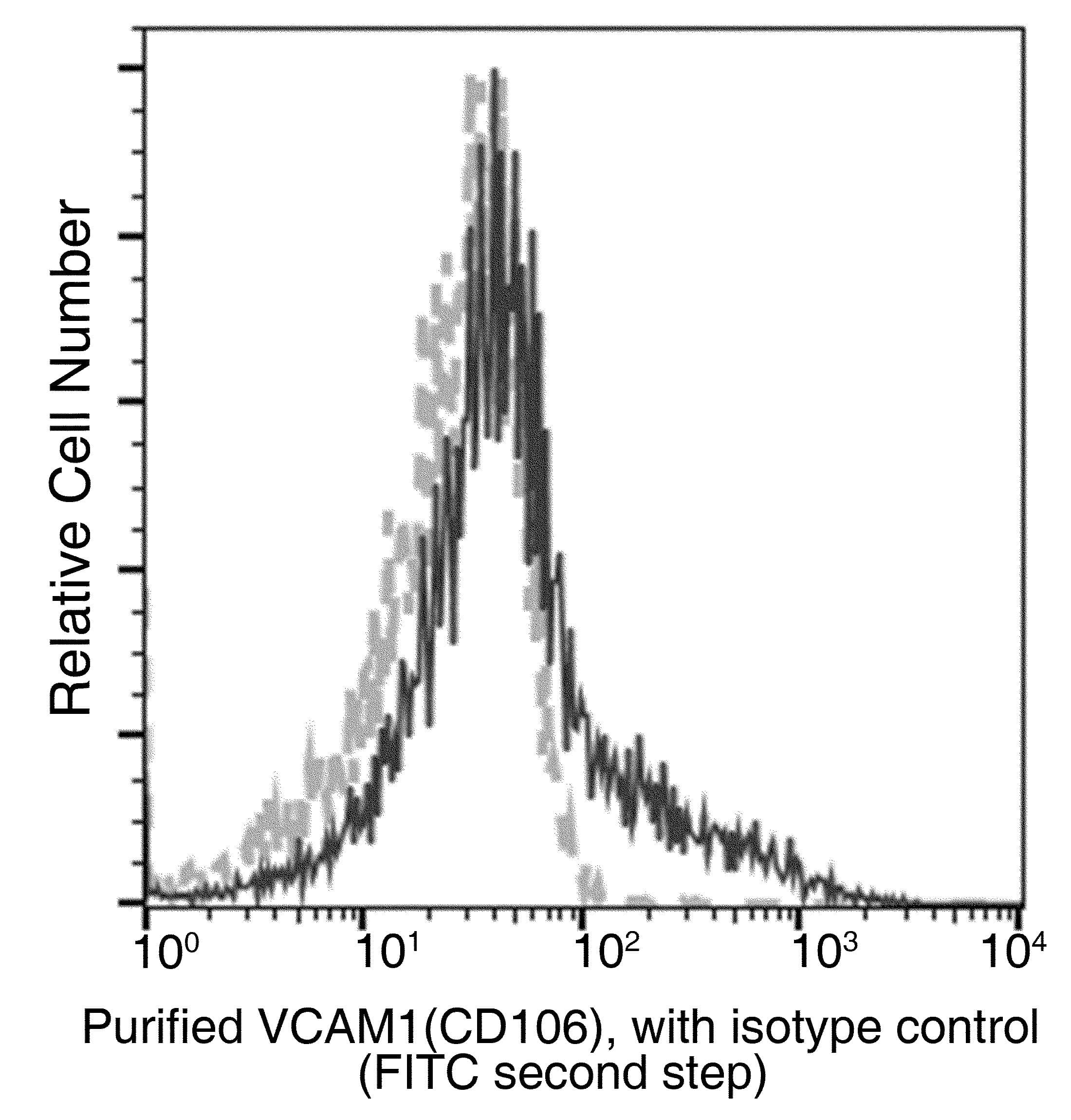 VCAM1 / CD106 Antibody (clone 049, Preservative Free)