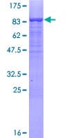 Human MSL3L1 / MSL3 Protein (Recombinant GST)