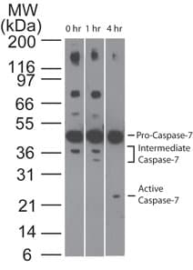 IHC-plus™ CASP7 / Caspase 7 Antibody (clone 25B881.1)