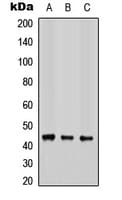 COX15 Antibody (Internal)