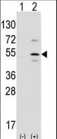 IHC-plus™ PTF1A Antibody (aa12-43)
