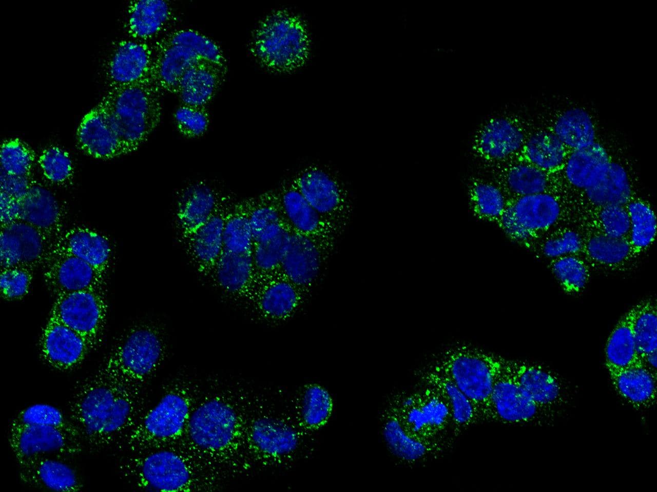 REG3A Antibody (Preservative Free)