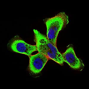 RING1 Antibody (aa79-263, clone 8E8A2)