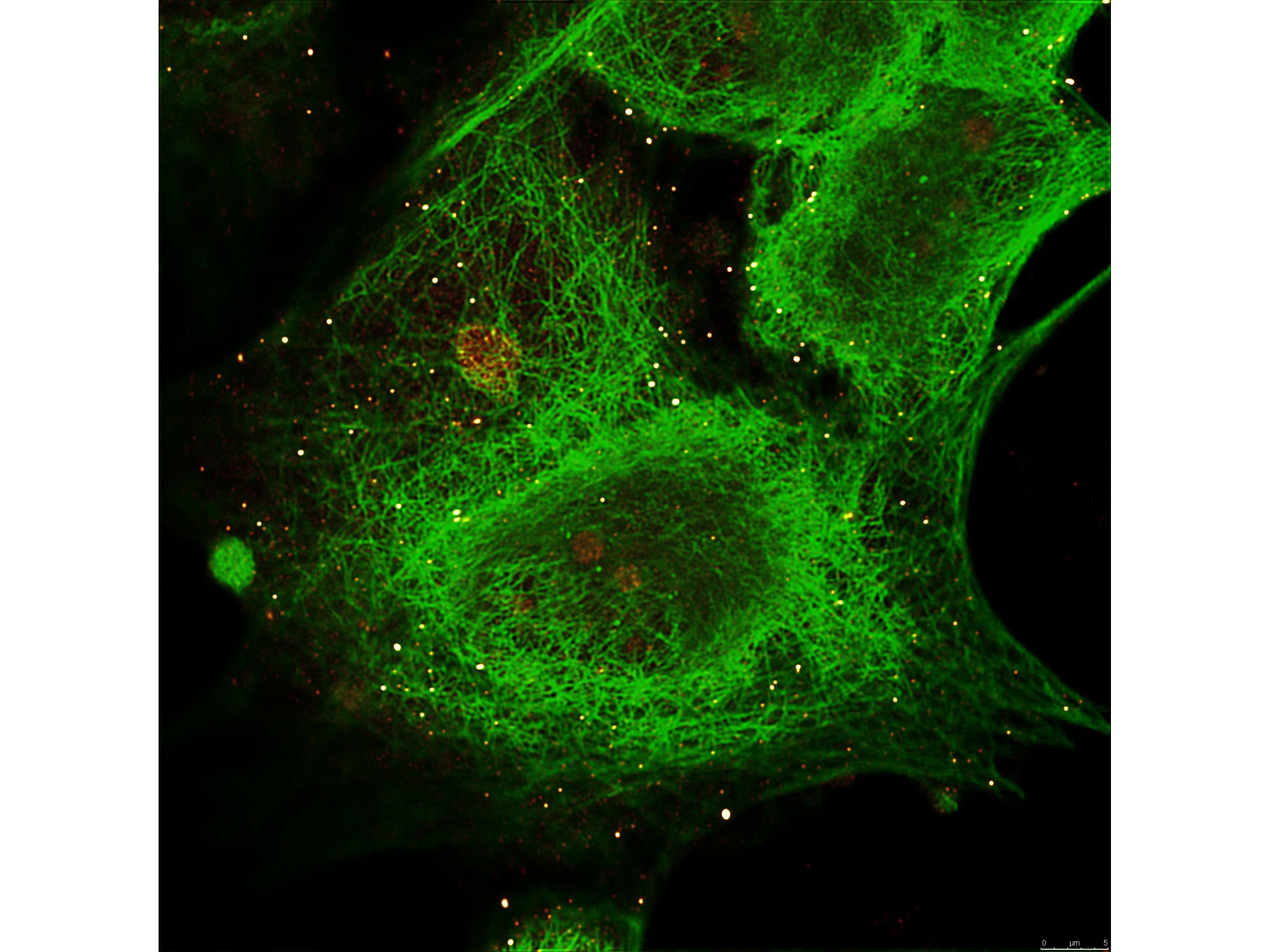 IHC-plus™ GLI3 Antibody
