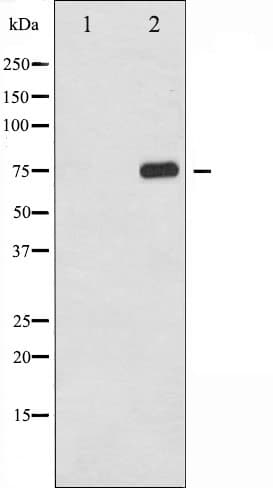Polyclonal Rabbit anti-Human RELA / NFKB p65 Antibody (phospho-Thr254, IHC, IF, WB)