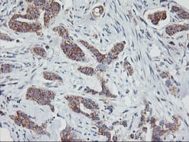 GOLM1 / GP73 / GOLPH2 Antibody (clone OTI4B3, Carrier-free)