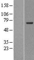 PGLYRP2 Protein (Over-Expression Lysate Myc-DDK (Flag))