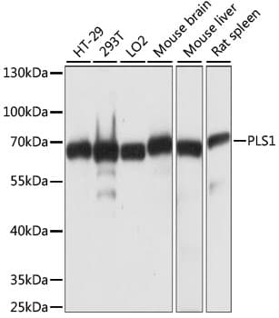 PLS1 / Fimbrin Antibody