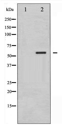 Polyclonal Rabbit anti-Human G3BP1 / G3BP Antibody (phospho-Ser232, IHC, WB)