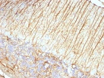 GFAP Antibody (clone ASTRO/789, Ready-to-Use)