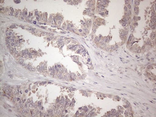 CNOT2 Antibody (clone OTI5A12)