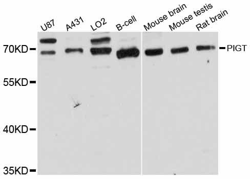 PIGT Antibody