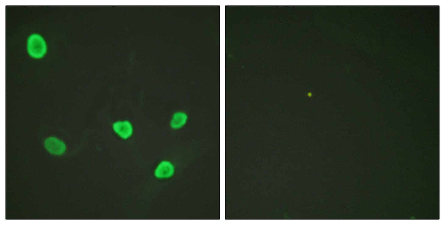 IHC-plus™ Histone H2B Antibody (aa10-59)