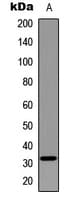 MYF5 / MYF 5 Antibody (Internal)