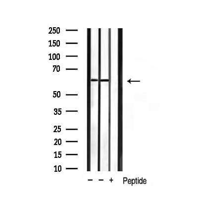 HDAC2 Antibody