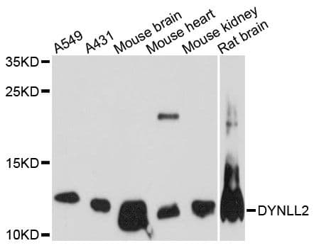 DYNLL2 Antibody