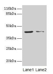 MAPK13 / p38delta Antibody