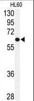 Polyclonal Rabbit anti-Human USP2 Antibody (aa380-410, WB)