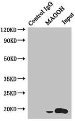 Polyclonal Rabbit anti-Human MAGOH Antibody (IHC, WB)