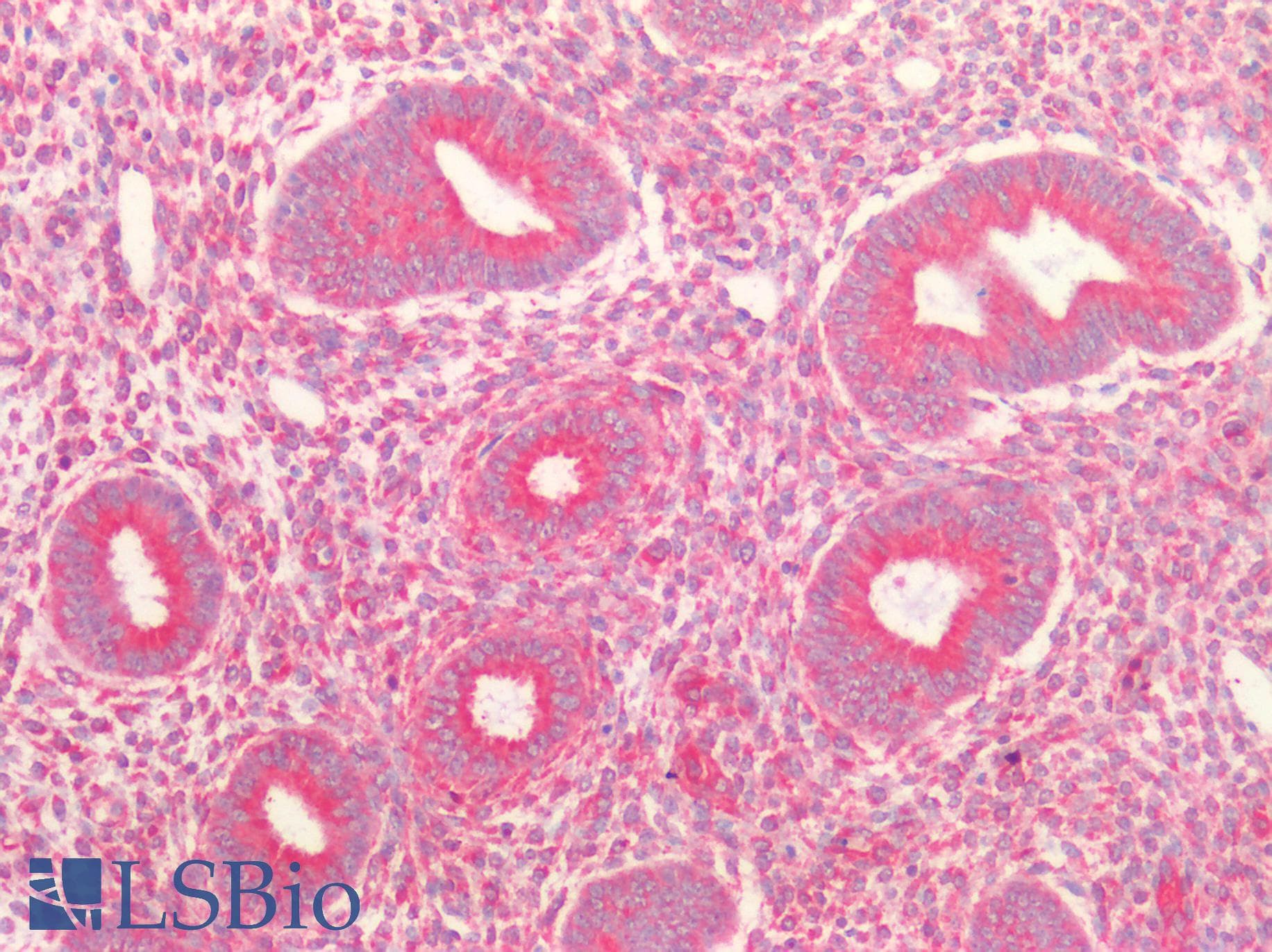 PathPlus™ Kinesin Heavy Chain / KIF5B Antibody (aa951-963)