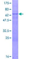Human NR1I3 / CAR Protein (Recombinant GST)