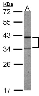 PRPSAP2 Antibody (aa1-369)