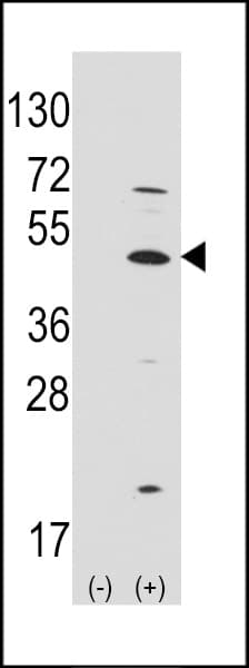 ATOH1 / MATH-1 Antibody (aa323-354)