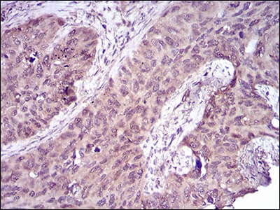 CASP7 / Caspase 7 Antibody (clone 4D10B2)