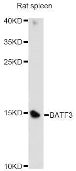 BATF3 Antibody
