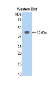 NMB / Neuromedin B Antibody (aa8-114, APC, Cy7)