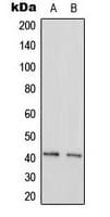GAS41 Antibody (N-Terminus)