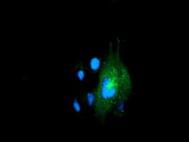 ERGIC-53 / LMAN1 Antibody (clone OTI1E3)