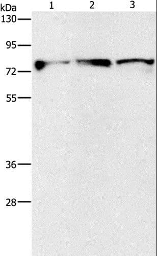 Polyclonal Rabbit anti-Human KIF3A Antibody (IHC, WB)