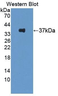 Alpha SNAP Antibody (aa1-295, Biotin)