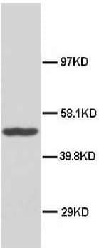 DNAJB1 / Hsp40 Antibody (C-Terminus, Sepharose)