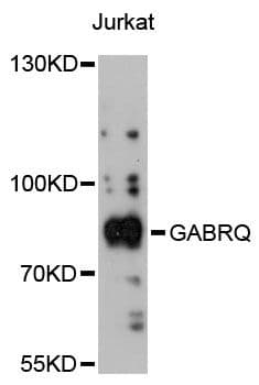 GABRQ / THETA Antibody