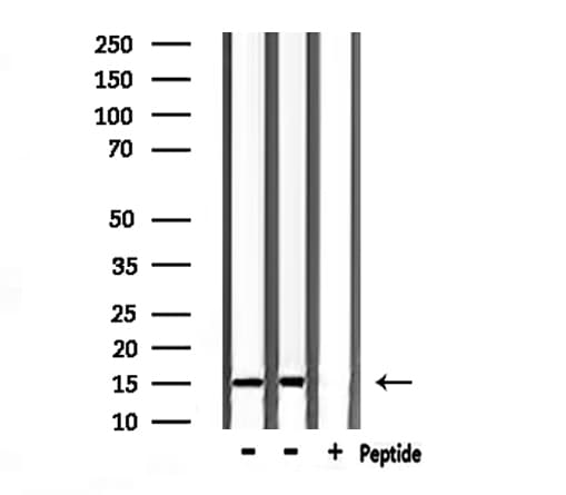 TAC1 Antibody