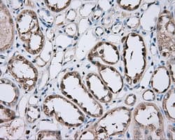 GPI Antibody (clone OTI5G9)