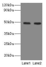 NEU3 Antibody