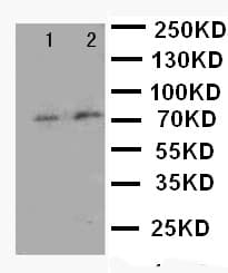 FOXP1 Antibody (aa657-677)