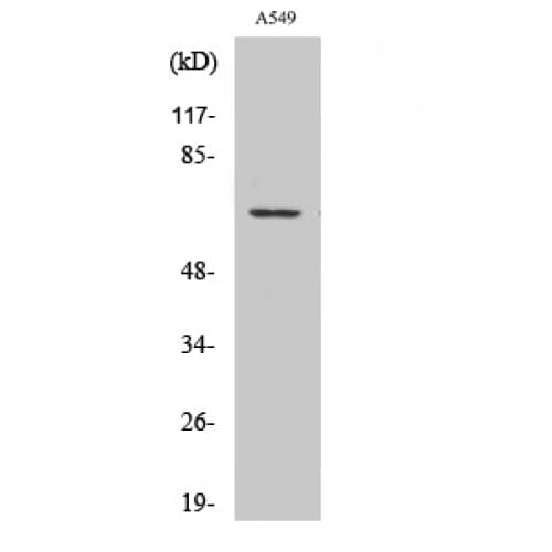 Polyclonal Rabbit anti-Human GPR108 Antibody (130-210 aa, Internal, IF, WB)