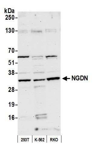 Polyclonal Rabbit anti-Human NGDN Antibody (aa100-150, WB)