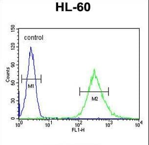 Polyclonal Rabbit anti-Human ENGASE Antibody (aa326-354, IHC, WB)