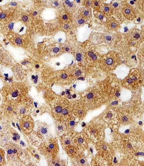 FXYD6 Antibody (aa81-115)