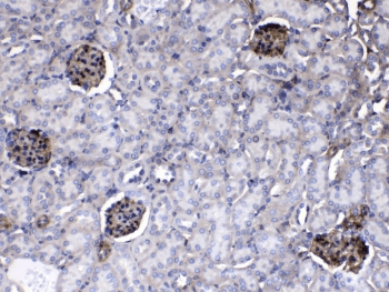 Polyclonal Rabbit anti-Human Laminin Antibody (IHC, WB)