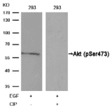 AKT1 Antibody